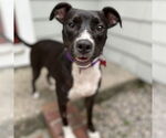 Small #16 Labrador Retriever Mix