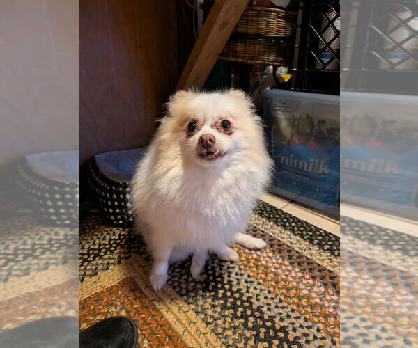 Medium Photo #2 Pomeranian Puppy For Sale in Vail, AZ, USA