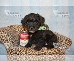 Small Photo #6 Australian Shepherd-Poodle (Toy) Mix Puppy For Sale in SANGER, TX, USA