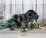 Small Photo #25 Cocker Spaniel Puppy For Sale in BALTIC, OH, USA