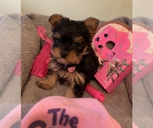Yorkshire Terrier Puppy for sale in OAK LAWN, IL, USA