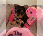 Small Photo #1 Yorkshire Terrier Puppy For Sale in OAK LAWN, IL, USA