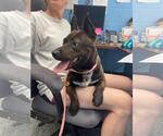 Small #2 American Staffordshire Terrier Mix