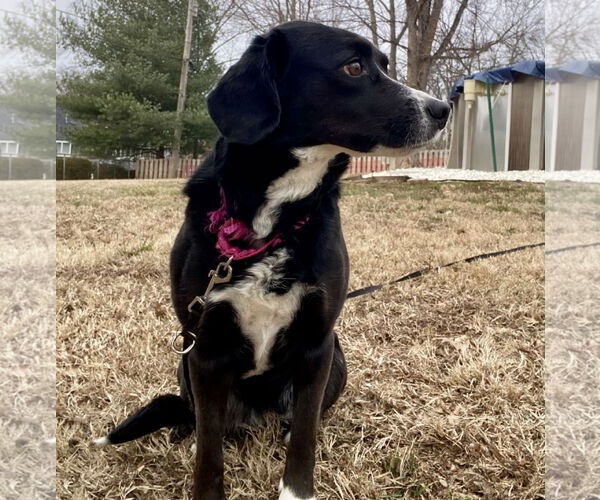 Medium Photo #3 Beagle-Border Collie Mix Puppy For Sale in Hillsboro, MO, USA
