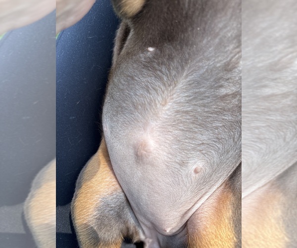 Medium Photo #19 Doberman Pinscher Puppy For Sale in MACOMB TOWNSHIP, MI, USA