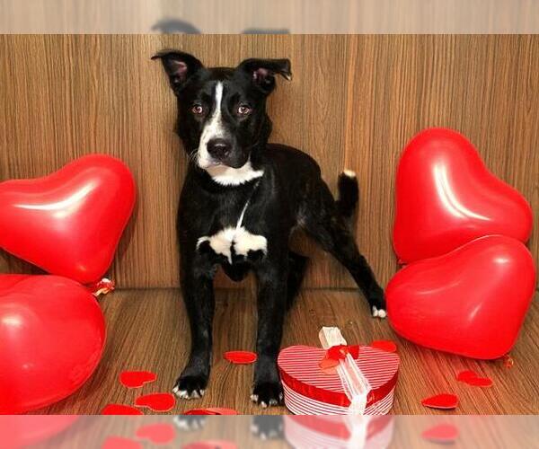 Medium Photo #1 Mutt Puppy For Sale in West Valley, UT, USA