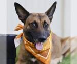 Small German Shepherd Dog Mix