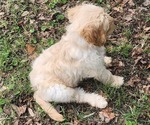 Small #1 Goldendoodle