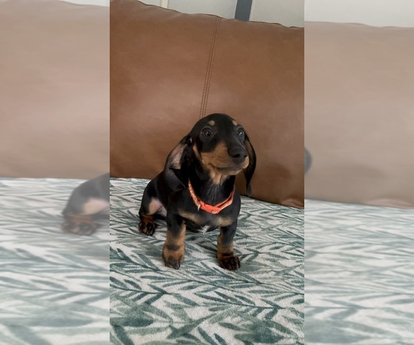 Medium Photo #3 Dachshund Puppy For Sale in GOTHA, FL, USA