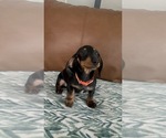 Small #2 Dachshund