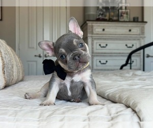 French Bulldog Puppy for sale in WINNSBORO, TX, USA