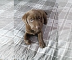 Puppy Cocoa Labrador Retriever