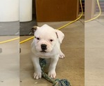 Small #3 American Bulldog