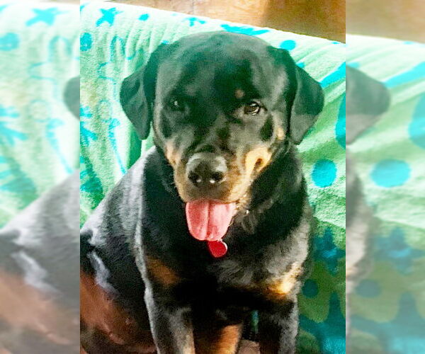 Medium Photo #3 Rottweiler-Unknown Mix Puppy For Sale in White Hall, AR, USA