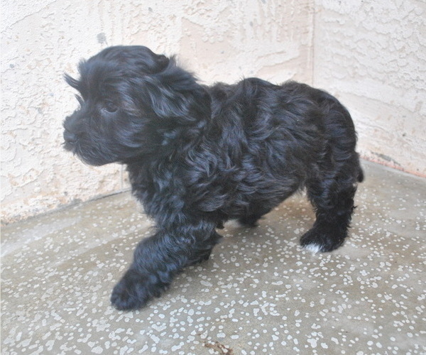 Medium Photo #3 Havanese Puppy For Sale in ZANESVILLE, OH, USA