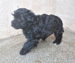 Small Photo #3 Havanese Puppy For Sale in ZANESVILLE, OH, USA