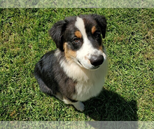 Medium Photo #4 Australian Shepherd Puppy For Sale in ALBANY, GA, USA
