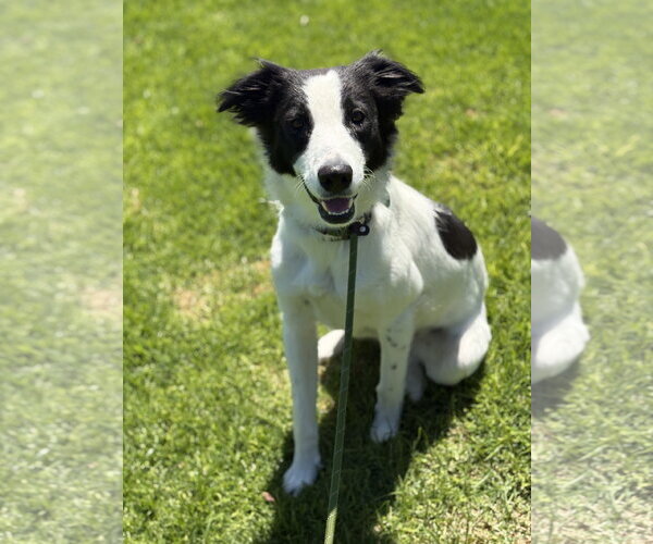 Medium Photo #1 Border Collie-Unknown Mix Puppy For Sale in Paso Robles, CA, USA