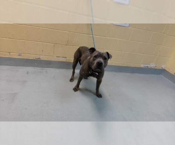 Medium Photo #1 Mutt Puppy For Sale in Tulsa, OK, USA