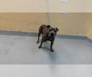 Mutt Dogs for adoption in Tulsa, OK, USA