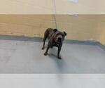 JERRY - Male Mutt Dog for Adoption - Small photo