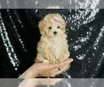 Small #1 Maltipoo