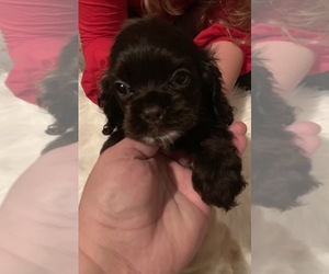 Cocker Spaniel Puppy for sale in GROVETOWN, GA, USA