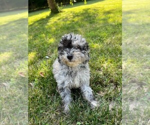 Poodle (Toy) Puppy for sale in DURHAM, CT, USA