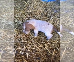 English Coonhound Puppy for sale in MARSHALL, IL, USA