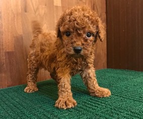 Poodle (Toy) Puppy for sale in CHICAGO, IL, USA