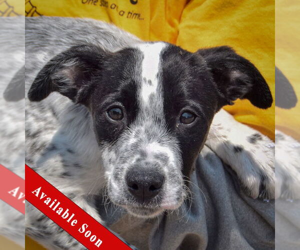 Medium Photo #1 American Staffordshire Terrier-Unknown Mix Puppy For Sale in Huntley, IL, USA