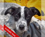 Small American Staffordshire Terrier Mix