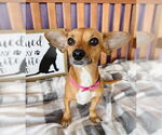 Small #1 Chiweenie
