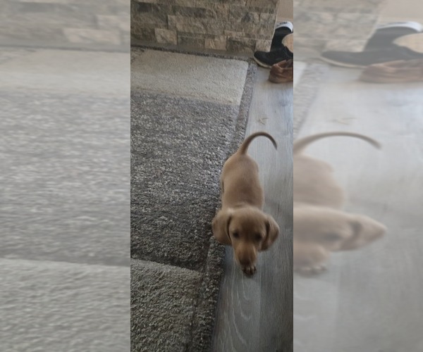 Medium Photo #6 Dachshund Puppy For Sale in COMMERCE, TX, USA