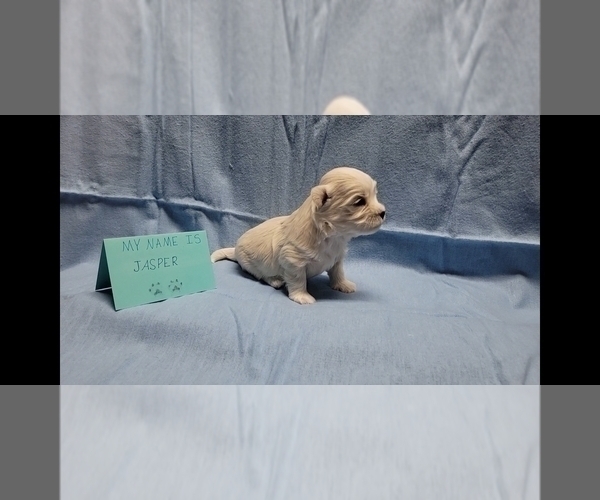 Medium Photo #2 Maltipoo Puppy For Sale in BROOKFIELD, MO, USA
