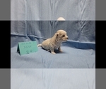 Small Photo #2 Maltipoo Puppy For Sale in BROOKFIELD, MO, USA