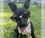 Small #24 American Pit Bull Terrier Mix