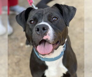 American Pit Bull Terrier-Labrador Retriever Mix Dogs for adoption in Fairfax, VA, USA