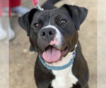 Small American Pit Bull Terrier-Labrador Retriever Mix