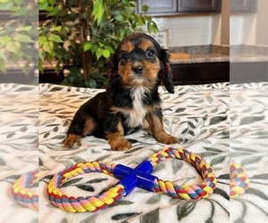 Cavalier King Charles Spaniel Puppy for sale in INDIANAPOLIS, IN, USA