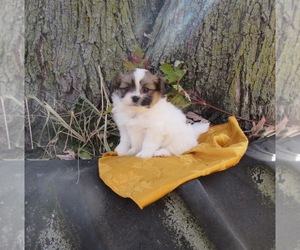 Pomeranian Puppy for sale in LE MARS, IA, USA