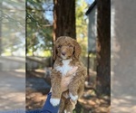 Small Photo #8 Double Doodle Puppy For Sale in ROHNERT PARK, CA, USA