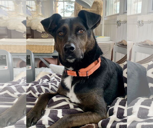 Medium Photo #1 Labrador Retriever-Unknown Mix Puppy For Sale in Rustburg, VA, USA