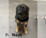 Small #2 Australian Shepherd Mix