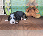 Puppy Beethoven Bernese Mountain Dog