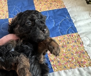 Poodle (Miniature) Puppy for sale in ASH GROVE, MO, USA