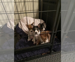 Basenji Puppy for sale in GRANGER, IN, USA