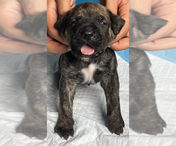 Medium Photo #7 Presa Canario Puppy For Sale in VERONA, KY, USA