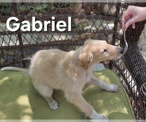 Borzoi Puppy for sale in YUCAIPA, CA, USA