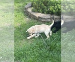 Small #11 Labradoodle